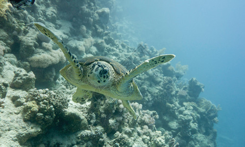 赤蠵龟在清澈的海水中在底部图片