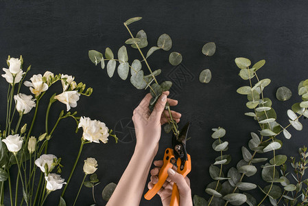 女手用花剪在黑色背景上切割树枝的作物图象以花园剪切方式图片