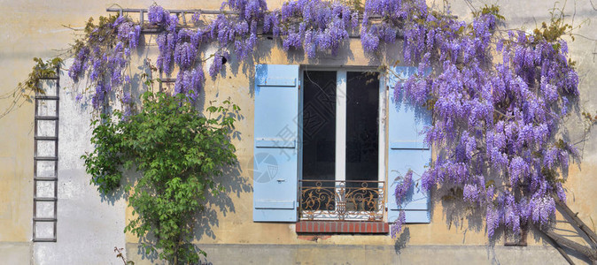 春的西洋花盛开与一栋老旧农村房子对撞窗边背景图片