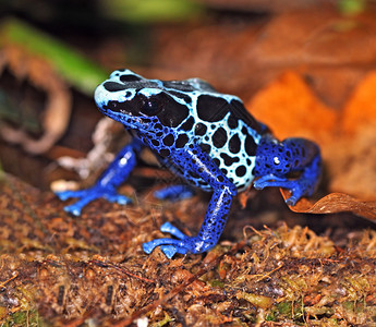 亚马逊雨林热带树的枝上有大眼睛的树蛙南美洲雨林丛中美丽夜图片素材