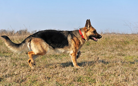 Runnung纯种德国牧羊犬在田野里图片