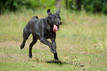 在公园里奔跑的黑狗背景图片