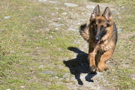 德国牧羊犬幼跑向你图片