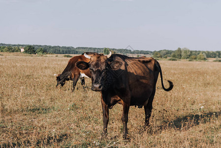 牧牛在草原放牧的图片