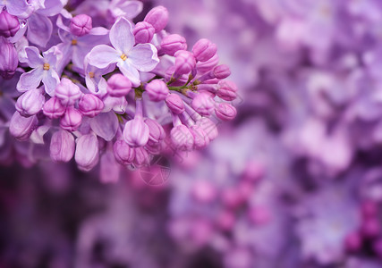 花园里的丁香花图片