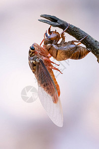 Cicada在背景模糊的情况下图片