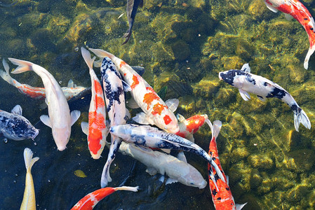 日本名古屋的锦鲤池图片
