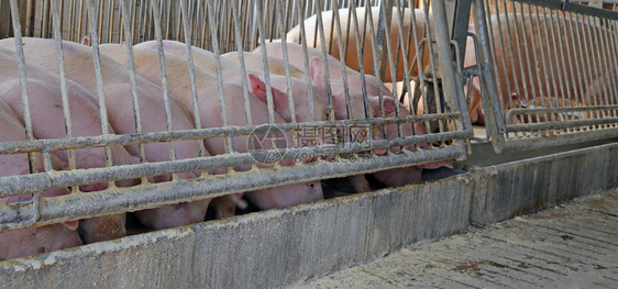 猪圈里的许多粉红猪在马槽里吃东西图片