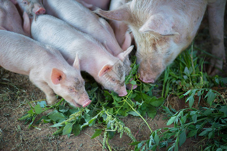 小猪和母猪一起吃草图片