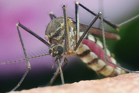 蚊子忙着吸血背景图片