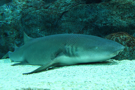 栖息在沙地底的育婴鲨鱼金图片