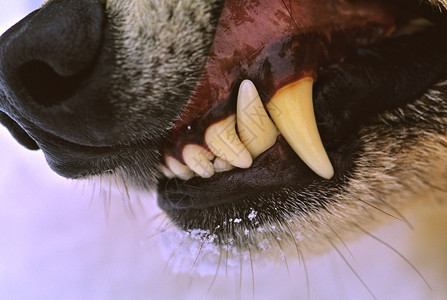 狼的嘴巴发出警告的特写图片