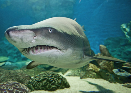 可以看到大块的牙齿鲨鱼从水下隧道游进图片