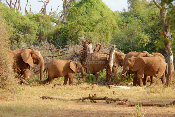食草的非洲大象群肯尼亚桑图片