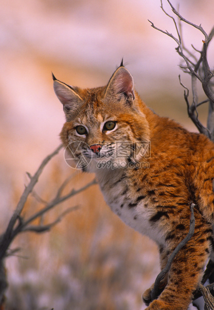 山猫体育直播汇聚全球热门比赛实时更新不容错过的体育狂欢