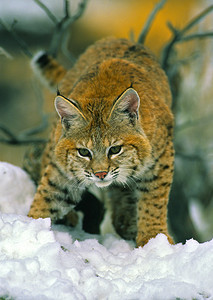 一只山猫在深雪图片