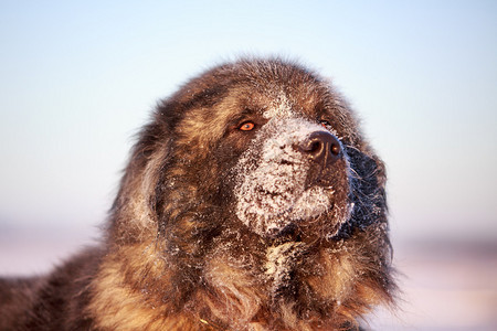 高加索牧羊犬图片