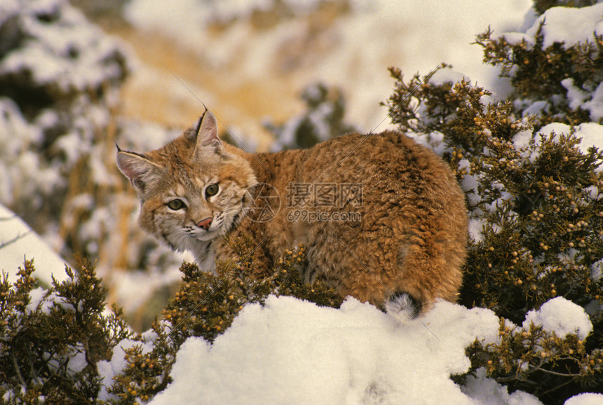 山猫体育直播带你畅享高清赛事全程无延迟观赛体验