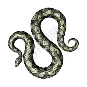 计算机生成了3D插图以白色背景隔离的蛇蒂塔诺博图片