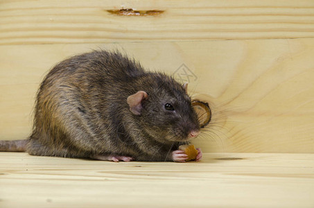 一只老鼠在木桌上吃面包干图片