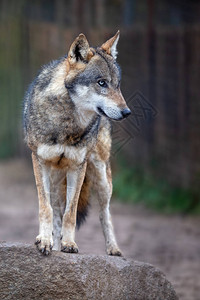 立即下载版正照片  |野狼在林里站着寒冷的冬日在地立即下载版正照片