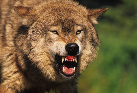 狼在咆哮时露出牙齿图片