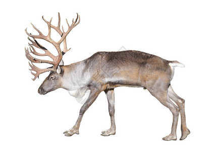 芬兰森林鹿是一种稀有且受威胁的驯鹿亚种背景图片