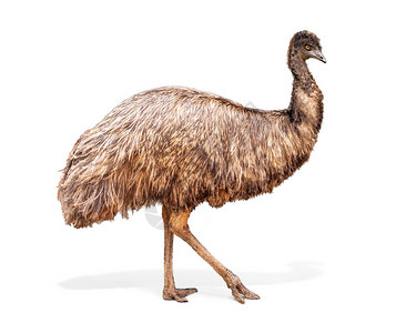 大型Emu鸟在白色背背景图片