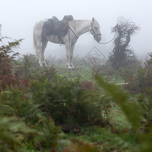 迷雾森林中的马图片