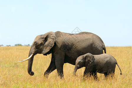 草原上的大象和小象图片