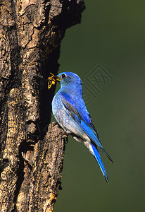 有昆虫的雄山蓝鸟图片