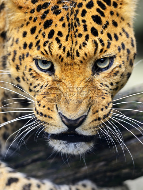 野生栖息地中豹的肖像图片