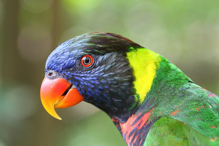 彩虹Lory或LorikeetTrikoglossushaematodus背景图片