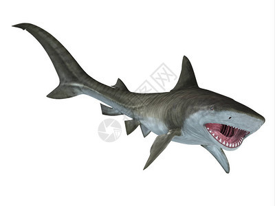虎鲨是一种大型掠食鱼类图片