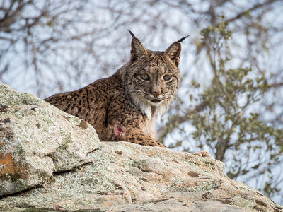 伊比丽安林克斯LynxPardinus躺在西班图片