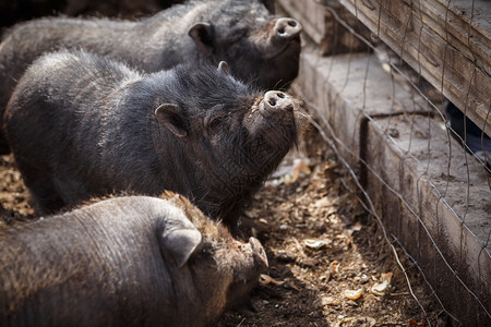 围场里等待喂食的越南黑小型猪图片