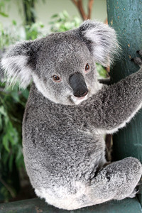 澳大利亚悉尼附近KoalaBearPhascolarctoscin图片