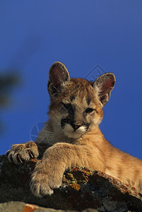 岩石上的山狮小猫图片