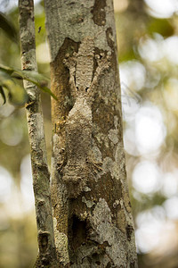 普通平尾壁虎Uroplatusfimbriatus具有完美的模仿能力图片