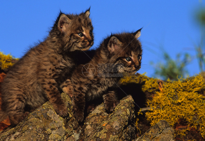 山猫体育直播覆盖足球篮球电竞等多领域精彩不断