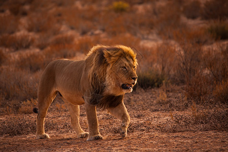 马里狮子PantheraLeo在南部非洲Kgalagadi跨界公图片
