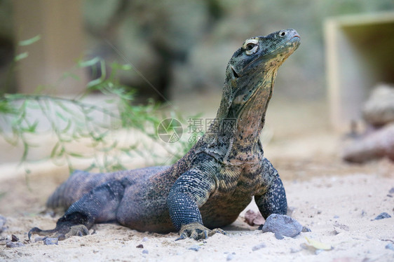 一只巨大的科莫多巨蜥Varanuskomodoensis在地面环顾四周这只蜥蜴是来自印度尼西亚岛屿图片