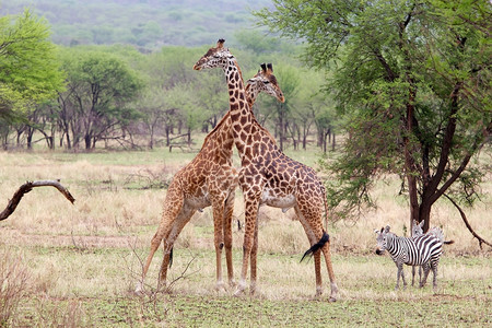 非洲热带草原的GiraffesGiraffa图片