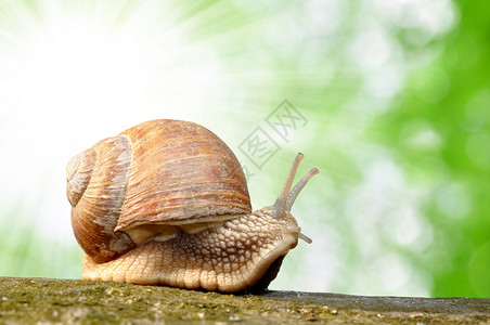 花园蜗牛Helixas图片