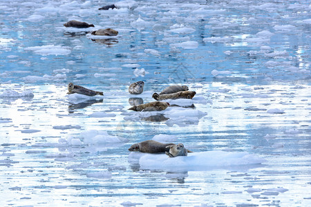 港湾海豹在冰冷的海湾中靠近威廉王图片
