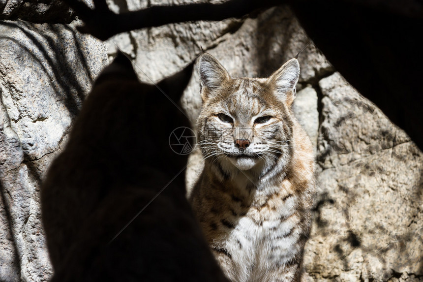 山猫体育直播聚合顶级联赛资源打造球迷专属的视听盛宴
