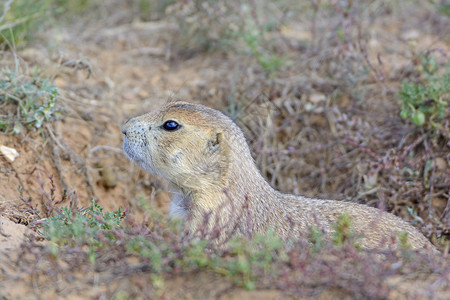 黑尾的PrairieDog在怀俄明州的魔鬼塔纪念碑中图片