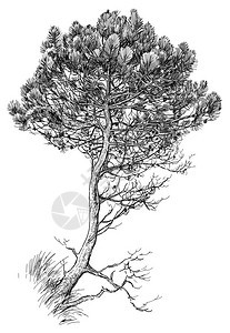 年轻的云杉树的手绘图图片