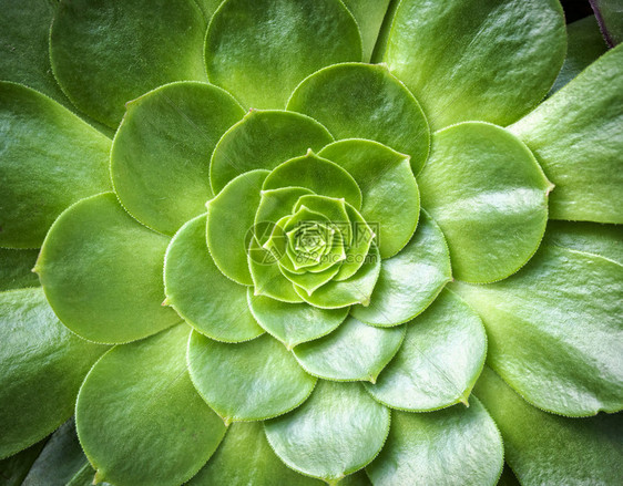 仙人掌花特写自然背景图片