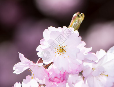 春光带粉红背景图片